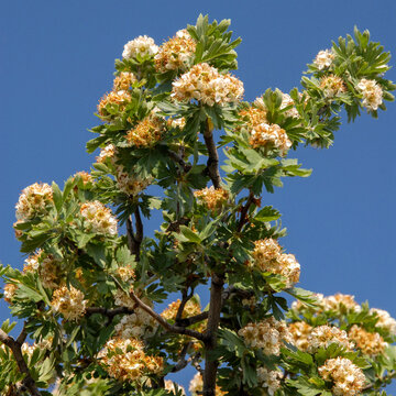 Oriental Hawthorn Blossoms on Leafy Branches Against Blue Sky