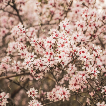 Amygdalus orientalis branches covered in pale pink spring blossoms