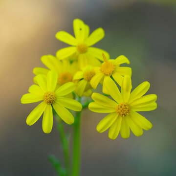 Yellow Senecio vernalis Wildflowers Blooming in Soft Focus