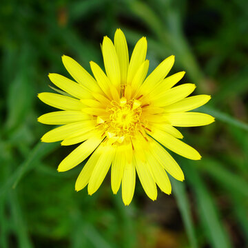 Yellow Salsify Flower Blooming Against Soft Green Foliage