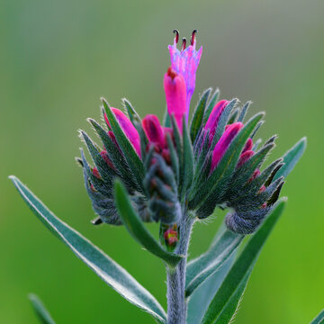 Moltkia coerulea Pink Flowers and Fuzzy Buds in Macro Detail