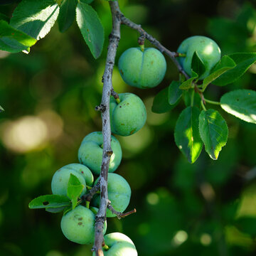Unripe Prunus cocomillia Plums Growing on Leafy Branch