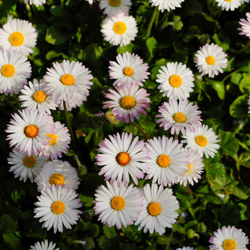 Common daisies blooming among green foliage in sunlight