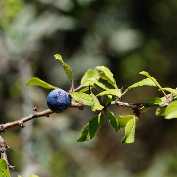 Ripe Sloe Fruit on Thorny Prunus spinosa Branch