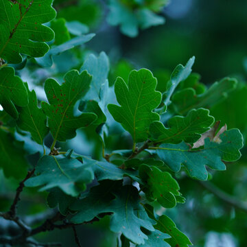 Downy Oak Leaves on Branch in Soft Natural Light