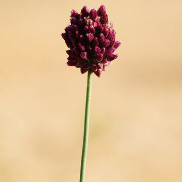 Allium rotundum flower head on slender stem in sunlight
