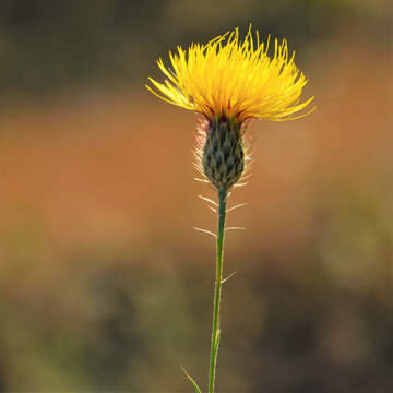 Yellow Centaurea coronopifolia Wildflower Blooming in Warm Sunlight