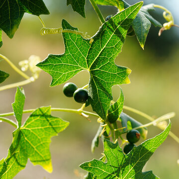 Bryonia aspera vine with green berries and curling tendrils