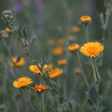Common Fleabane Yellow Wildflowers Blooming in Soft Meadow Light