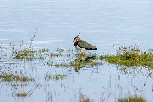 Northern Lapwing Reflected in Still Water