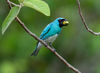 Fototapeta premium Swallow Tanager Feeding on Fruit While Perched on Branch