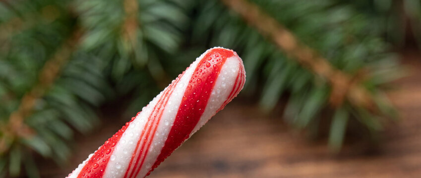 Macro shot of red striped candy cane with water drops, festive pine background, Christmas holiday theme.