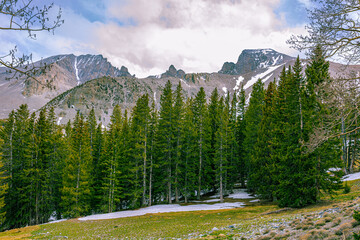 Lush green alpine meadow and pine trees with lingering snow drifts beneath the rocky face of Wheeler Peak in Nevada. © ZL Visuals