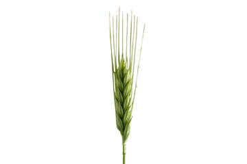 Fototapeta premium Large green barley style grain ear with long awns