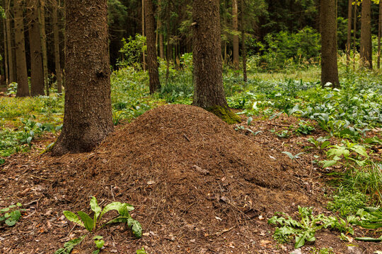 Large anthill on forest floor beneath pine trees