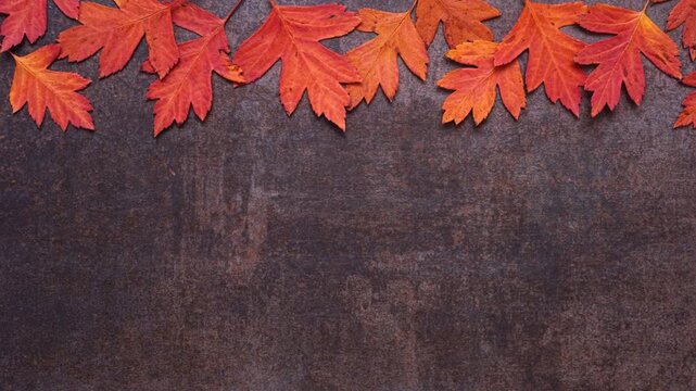 Colorful autumn leaves top border over a dark background. Loopable stop motion animation. Overhead view with copy space.