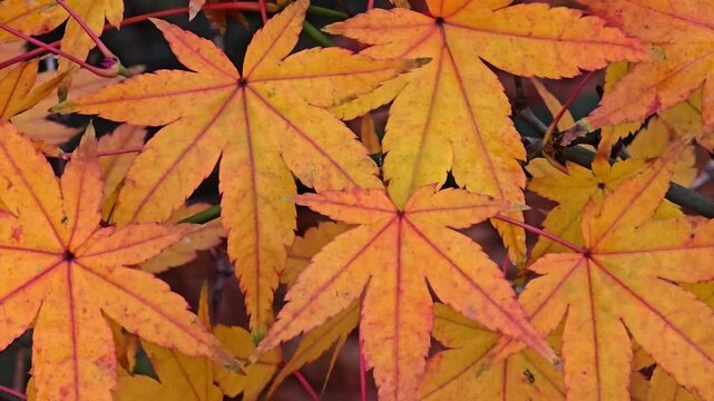 Vibrant yellow orange Japanese maple leaves during autumn. Close up panning motion.