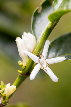 Close-up of white coffee flowers in bloom