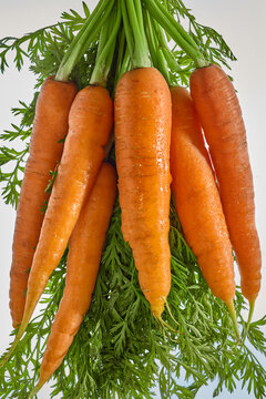 Fresh bunch of organic carrots with green tops isolated on a clean white gradient background. A concept imagery highlighting raw botanical ingredients, clean beauty formulas, vitamin A, beta-carotene