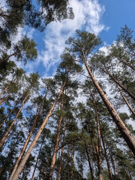 pine tree forest
