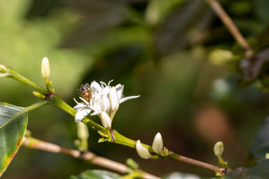 Honey bee collecting nectar from a white coffee blossom