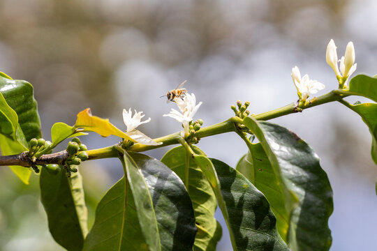 Honey bee pollinating white coffee flowers on a plantation branch
