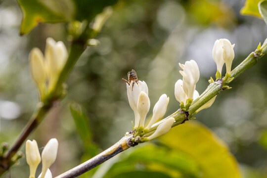 Close-up of honey bee landing on a delicate coffee flower