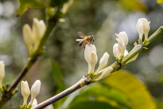 Honey bee perched on a blooming white coffee flower
