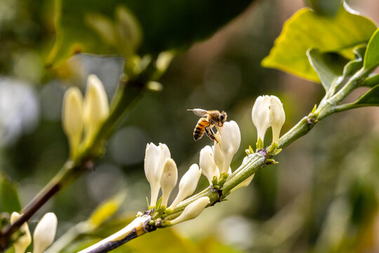 Honey bee foraging on coffee plant blossoms