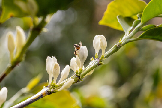 Detailed shot of a honey bee gathering pollen from coffee flowers