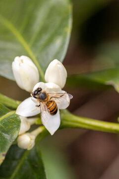 Honey bee pollinating white coffee flower