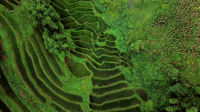 Layered rice terraces hugging Vietnam hillside, patchwork amongst jungle trees, bird seye aerial drone lift.