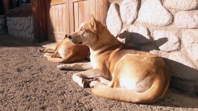 Two Stray Dogs Resting on Stone Wall in Villa La Angostura, Patagonia Argentina 