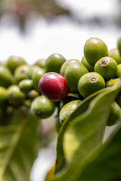 Single ripe red coffee cherry among green fruits