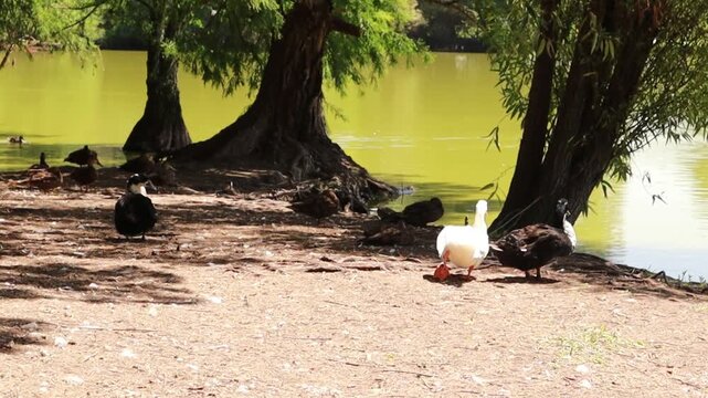 ducks outdoors in Xochimilco lake