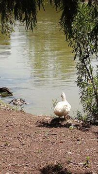 ducks outdoors in Xochimilco lake