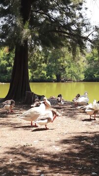 ducks outdoors in Xochimilco lake
