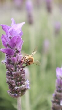 video of a bee pollinating a lavender plant