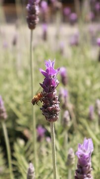 video of a bee pollinating a lavender plant