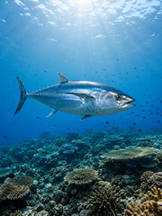 Ikan tuna © Sarah