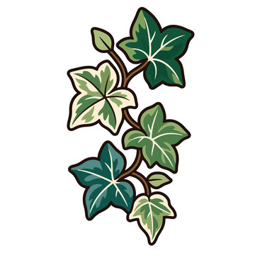 Colorful vector illustration of climbing ivy vine with detailed green leaves isolated on white background