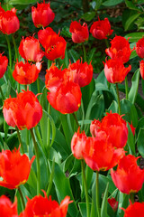 Naklejka premium Vibrant Red Fringed Tulips in Full Bloom with Lush Green Leaves in a Spring Garden
