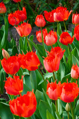 Obraz premium Vibrant Red Fringed Tulips Blooming in Spring Garden with Lush Green Foliage and Buds