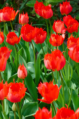 Obraz premium Vibrant Red Fringed Tulips in Full Bloom with Fresh Green Foliage in a Spring Garden