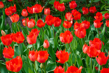Obraz premium Vibrant Red Fringed Tulip Field in Full Bloom with Fresh Green Foliage in Spring Garden