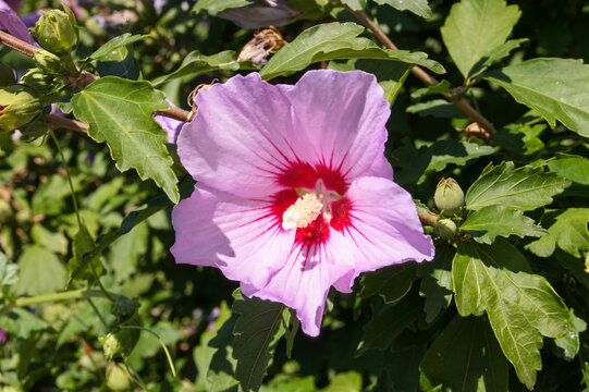 Magnifique fleur d'hibiscus rose vif aux p&eacute;tales d&eacute;licats et au c&oelig;ur rouge intense, entour&eacute;e d'un feuillage vert luxuriant, capturant la beaut&eacute; exotique et &eacute;clatante de la flore tropicale