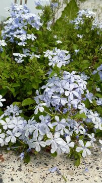 4K Video of Blue Plumbago Auriculata Flowers Swaying in Wind with Green Leaves Background