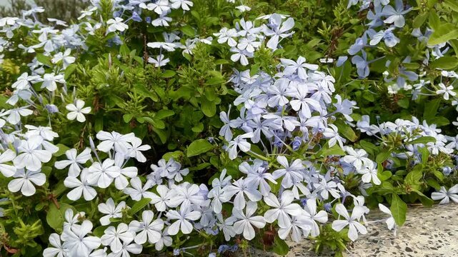 4K Video of Blue Plumbago Auriculata Flowers Swaying in Wind with Green Leaves Background