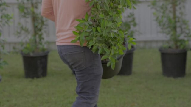 Close up point of view shot of an unidentifiable male landscaper carrying a large heavy ficus tree in a container across a backyard, with a row of potted plants waiting to be planted in the background
