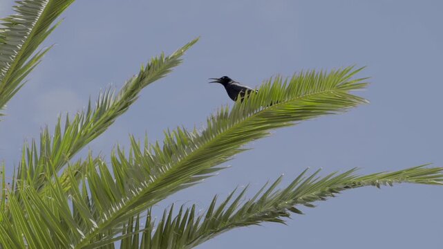Low angle slow motion shot looking up at a bright blue sky through palm tree fronds as a territorial northern mockingbird attacks a larger grackle bird midair.